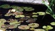 Water lilies